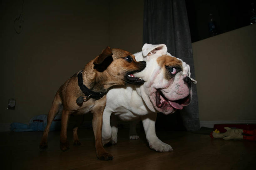 无人,站,横图,室内,宠物,狗,美国,咬,并排,动物,看,两只,家畜,摄影,北美,北美洲,加利福尼亚,美洲,圣地牙哥市,北亚美利加洲,亚美利加洲,美利坚合众国,挨着