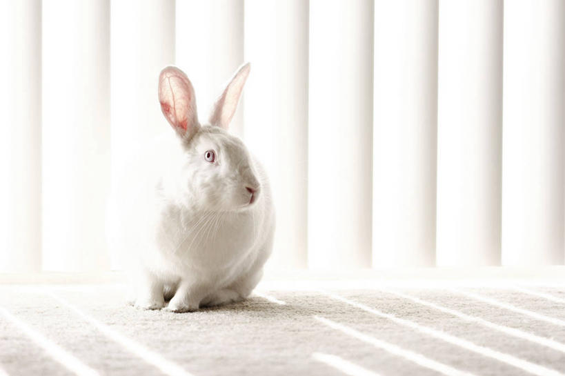 无人,坐,横图,室内,特写,哺乳动物,宠物,野生动物,日光,美国,兔子,白色,动物,家畜,摄影,兔,亚利桑那,伪装,家兔