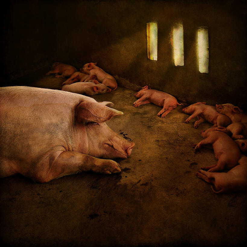 无人,工厂,躺,方图,室内,白天,猪,越南,动物,家畜,放松,摄影,牲畜,工业建筑,印度支那