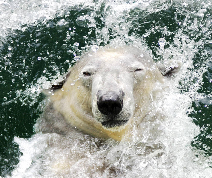 无人,横图,俯视,室外,白天,水,北极熊,野生动物,熊,韩国,溅,摄影,京畿道,龙仁市,朝鲜半岛,高角度拍摄
