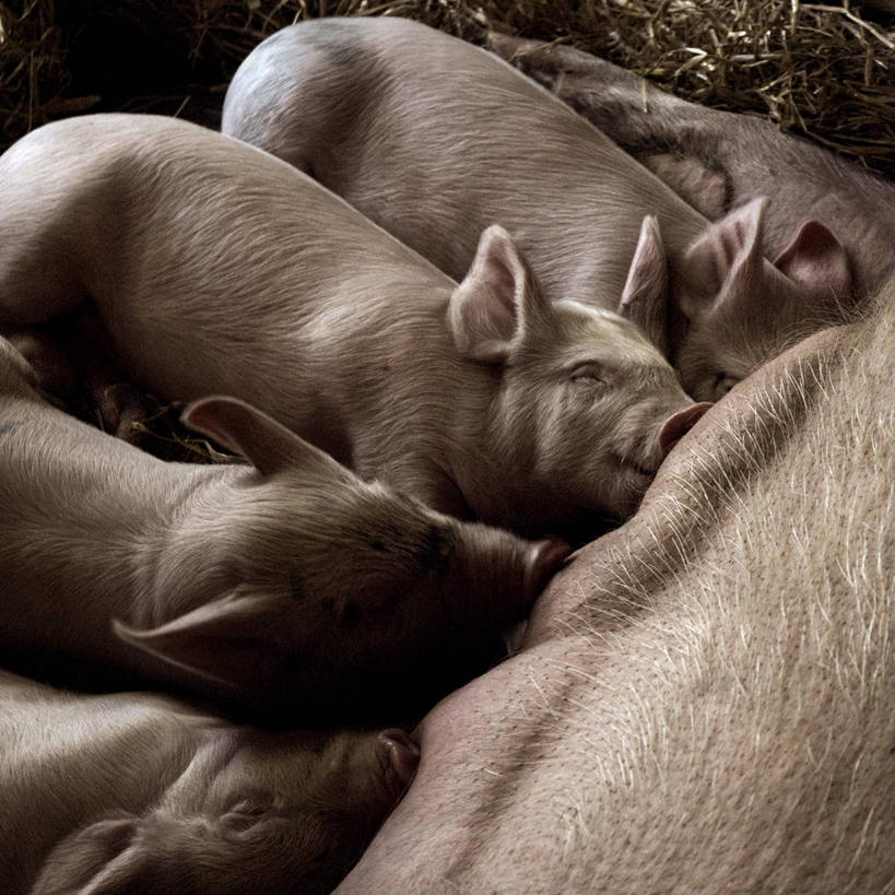无人,躺,方图,室外,特写,白天,猪,荷兰,马厩,小猪,动物,休息,家畜,吸,摄影,牲畜,部分,喂养,乌特勒支,开端,睡觉