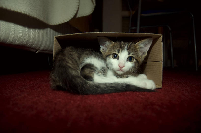 无人,躺,横图,室内,地板,宠物,猫,德国,纸箱,地面,慕尼黑,摄影,保护,中欧,巴伐利亚,彩图