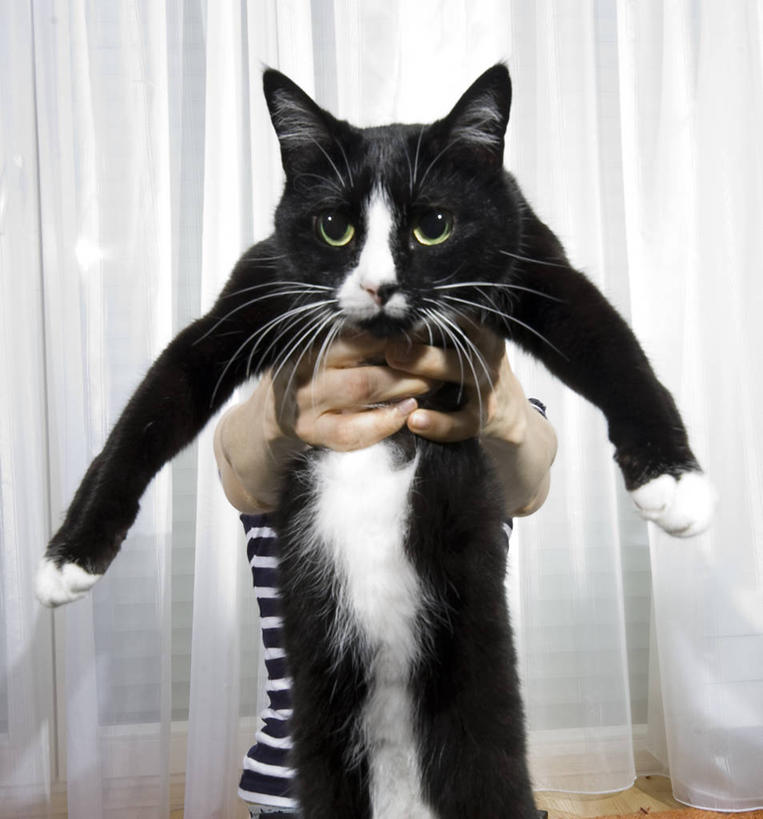 手,一个人,举,竖图,室内,白天,正面,宠物,德国,朦胧,模糊,人体,摄影,宁静,近景,肖像,中欧,彩图