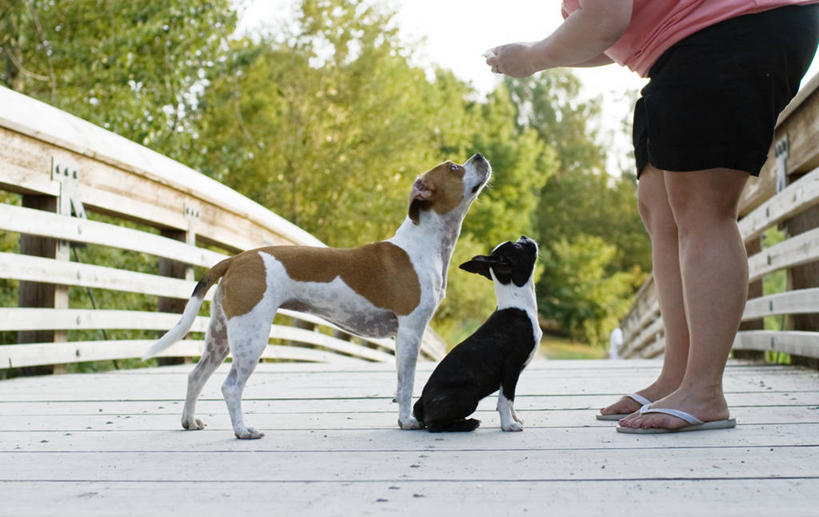 西方人,成年人,中年人,一个人,公园,横图,室外,白天,侧面,凉鞋,宠物,鞋子,欧洲,美国,欧洲人,仅一个女性,仅一个人,小的,木制,桥,训练,动物,向上看,仅一个中年女性,两只,摄影,华盛顿州,西雅图,女人,女性,中年女性,白种人,彩图,夹趾拖鞋,人字拖,人字拖鞋,波士顿猎犬,服从