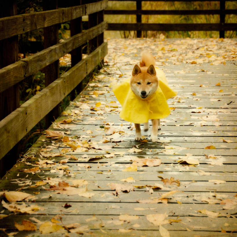 无人,方图,室外,白天,建材,建筑,宠物,叶子,美国,木制,材料,木板,木材,篱笆,木柴,黄色,摄影,建造,木料,幽默,雨衣,步行,彩图