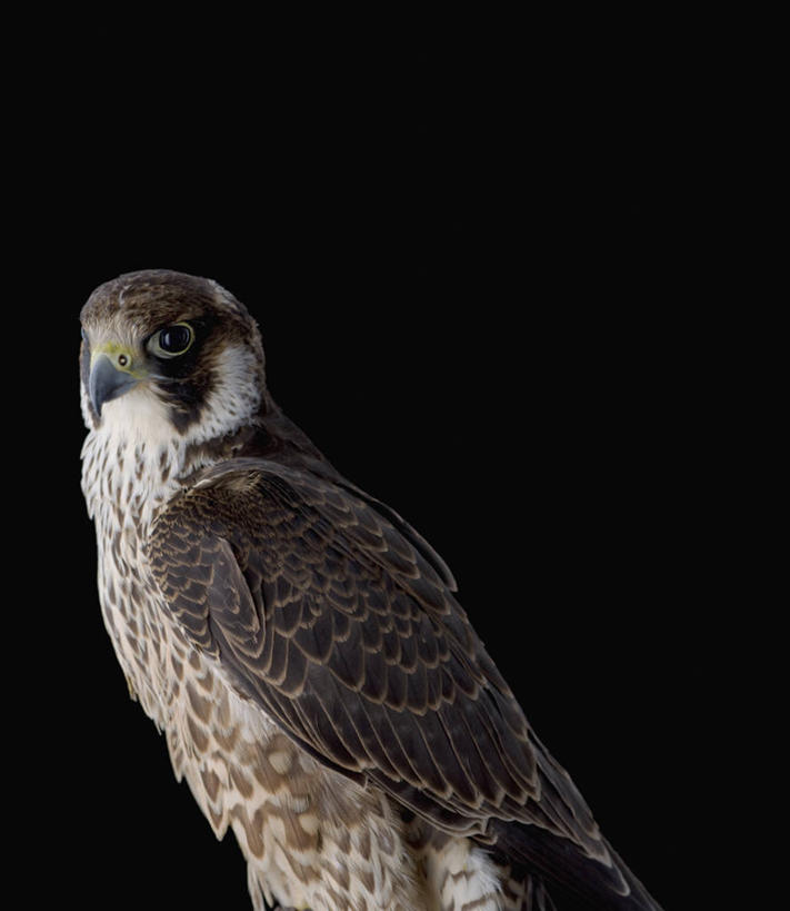 无人,竖图,特写,留白,侧面,野生动物,黑色背景,宏伟,动物,摄影,影棚,摄影棚,肖像,猎鹰,游隼,彩图,影棚拍摄,拍摄