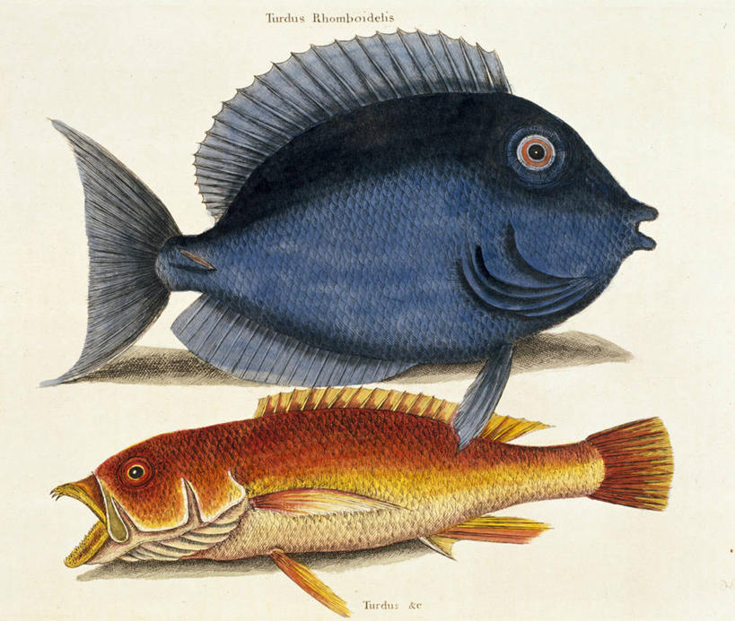 无人,横图,插画,特写,侧面,数码,科技,阴影,网络,画眉,高光,几何,计算机图形,合成,图画,鱼类,画,动物,两只,电脑合成图,数码合成图,鳍,合成图,漫画,18世纪,写实,具体,具象,背鳍,彩图