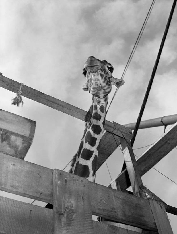 无人,竖图,黑白,室外,白天,仰视,长颈鹿,围栏,摄影,低角度拍摄