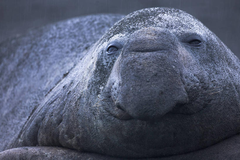 游泳,无人,躺,横图,室外,特写,白天,雪,暴风雨,哺乳动物,海豹,野生动物,海象,自然,动物,休息,放松,寒冷,摄影,南极洲,南乔治亚岛,福克兰群岛,次南极区群岛,海滩,彩图,动物学