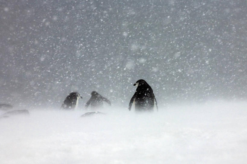 无人,横图,室外,白天,旅游,度假,美景,雪,暴风雨,企鹅,野生动物,三只,鸟类,地形,景观,下雪,天气,娱乐,自然,动物,享受,休闲,景色,放松,寒冷,可爱,摄影,活泼,奋斗,落下,气象,气候,自然风光,帽带企鹅,南极洲,胡须企鹅,颊带企鹅,南奥克尼群岛,彩图,动物学