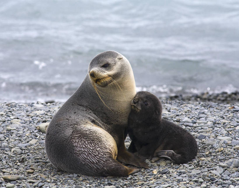 游泳,无人,躺,横图,室外,白天,南极,海洋,水,哺乳动物,海豹,野生动物,河岸,依靠,自然,动物,两只,休息,鹅卵石,放松,可爱,摄影,活泼,保护,关爱,南极洲,海狗,南极大陆,南乔治亚岛,腽肭兽,南极地区,南极区,南极圈,海熊,次南极区群岛,第七大陆,海滩,彩图,安塔克提加州,动物学,南冰洋