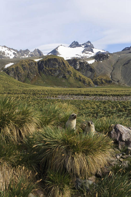 游泳,无人,竖图,室外,白天,旅游,度假,南极,美景,山,山脉,雪,哺乳动物,海豹,野生动物,一群,许多,地形,景观,田地,云,海湾,很多,娱乐,草,绿色,风景,天空,自然,动物,两只,享受,休闲,景色,放松,寒冷,可爱,摄影,活泼,气象,宁静,气候,自然风光,南极洲,帝企鹅,海狗,南极大陆,南乔治亚岛,福克兰群岛,腽肭兽,南极地区,南极区,南极圈,海熊,次南极区群岛,第七大陆,岩石,彩图,安塔克提加州,动物学