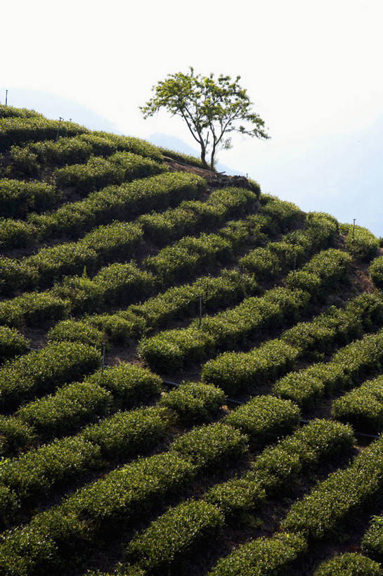 无人,竖图,室外,白天,农业,梯田,美景,山,茶,台湾,地形,景观,田地,茶叶,树,绿色,风景,自然,景色,摄影,生长,自然风光,种植园,阿里山国家风景区,彩图