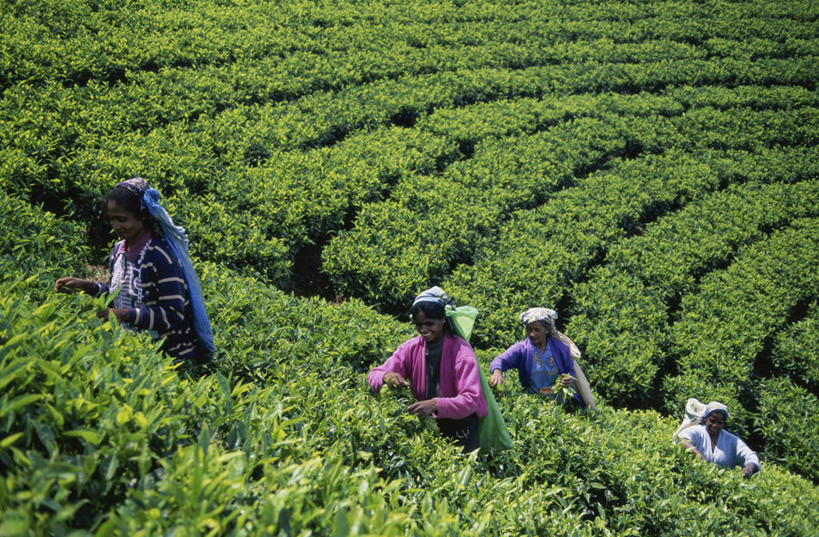 成年人,中年人,一个人,四个人,农场,横图,俯视,室外,白天,农业,农作物,美景,山,叶子,斯里兰卡,仅一个女性,仅一个人,一排,整齐,景观,田地,茶叶,拿着,排列,绿色,风景,自然,仅一个中年女性,职业,景色,头顶,摄影,生长,收获,队列,自然风光,种植园,努沃勒埃利耶,女人,女性,中年女性,亚洲人,半身,彩图,高角度拍摄,传统服装,传统文化