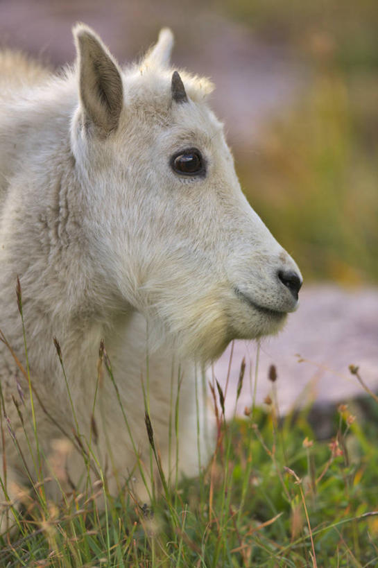 无人,公园,躺,竖图,室外,特写,白天,旅游,度假,美景,哺乳动物,野生动物,美国,景观,娱乐,草,自然,动物,夏天,享受,休闲,景色,放松,摄影,食草动物,北美,北美洲,国家公园,自然风光,美洲,蒙大拿州,机敏,冰川国家公园,北亚美利加洲,亚美利加洲,蒙大拿,长空之乡,财富之州,冰河国家公园,野生白山羊,沃特顿冰川国际和平公园,山羊,彩图,美利坚合众国,沃特顿.冰川国际和平公园,对焦,动物学,好奇心,郊野公园