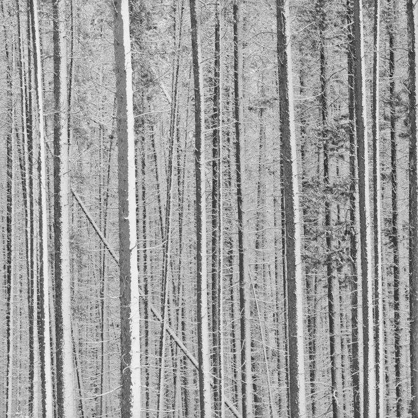 无人,方图,室外,白天,森林,雪,加拿大,冬天,树,树干,风景,自然,寒冷,季节,摄影,北美,国家公园,班夫国家公园,洛矶山脉,加拿大落基山脉,亚伯达,彩图