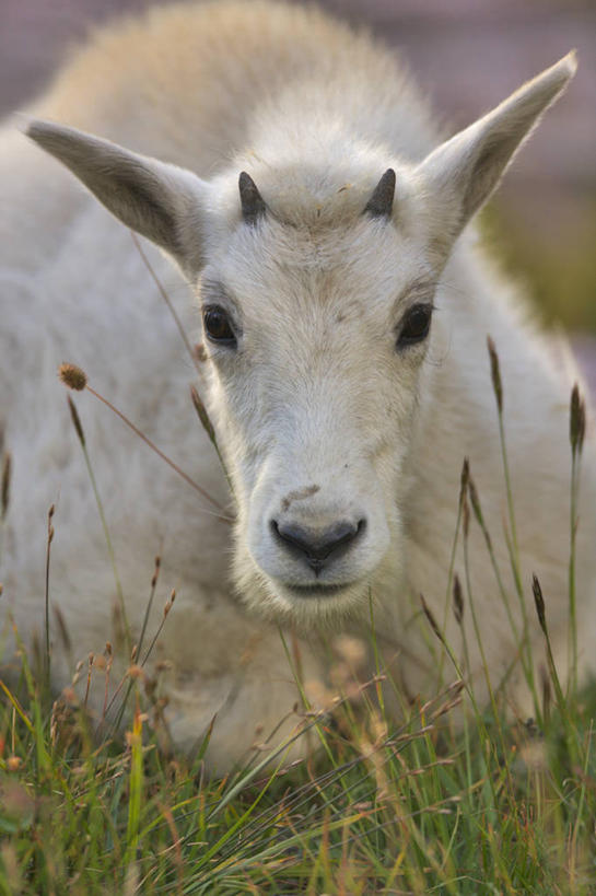 无人,公园,躺,竖图,室外,特写,白天,正面,旅游,度假,美景,哺乳动物,野生动物,美国,景观,娱乐,草,自然,动物,夏天,享受,休闲,景色,放松,摄影,食草动物,北美,北美洲,国家公园,自然风光,美洲,蒙大拿州,机敏,冰川国家公园,北亚美利加洲,亚美利加洲,蒙大拿,长空之乡,财富之州,冰河国家公园,野生白山羊,沃特顿冰川国际和平公园,山羊,彩图,美利坚合众国,沃特顿.冰川国际和平公园,动物学,好奇心,郊野公园
