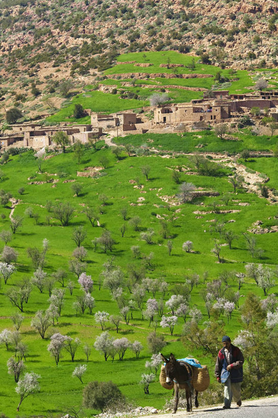 成年人,一个人,果园,竖图,俯视,室外,白天,农业,植物,哺乳动物,野生动物,非洲,摩洛哥,仅一个男性,房屋,地形,田地,果树,山谷,草,花,树,树木,绿色,自然,动物,家畜,摄影,生长,成长,地中海文化,骡子,杏树,步行,彩图,高角度拍摄
