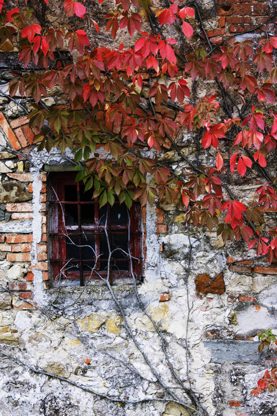 无人,家,竖图,室外,白天,植物,别墅,窗户,建筑,叶子,意大利,覆盖,堆积,房屋,墙,屋子,公寓,常春藤,洋房,楼房,住宅,自然,摄影,风化,地中海文化,意大利文化,风蚀,石化,五叶地锦,风蚀地貌,岩石层,岩石,彩图,房子