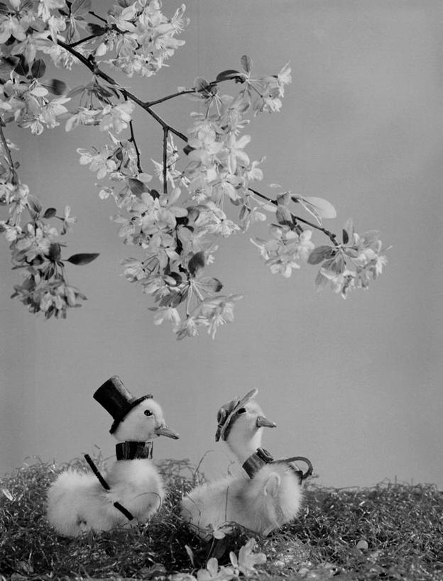 无人,竖图,黑白,静物,复活节,庆祝,鸟类,枝,古典,小鸟,花朵,动物,春天,摄影,开端,影棚拍摄,传统文化,小鸡