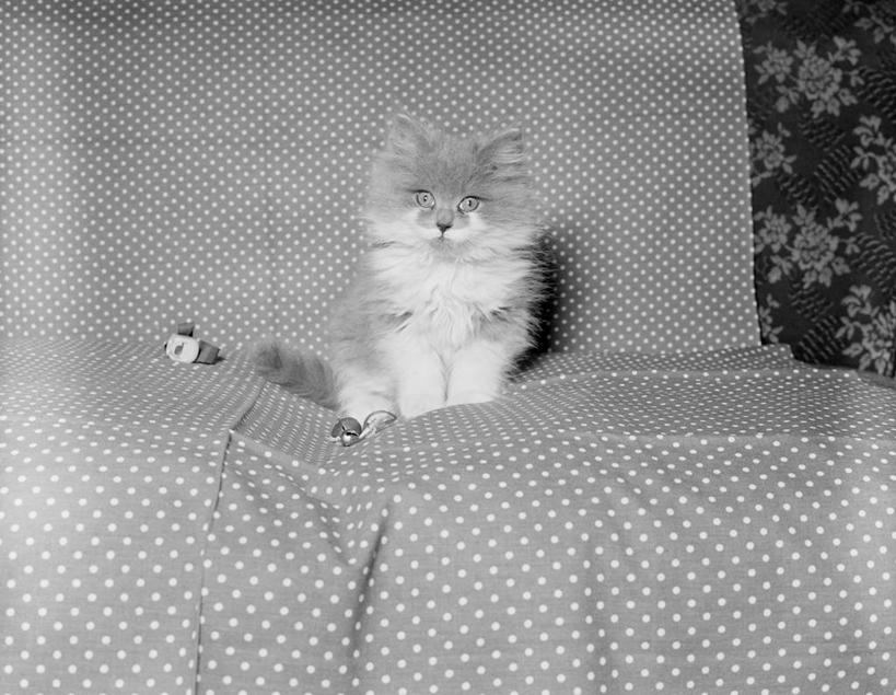 无人,坐,横图,竖图,黑白,室内,纯洁,沙发,宠物,猫,纺织品,圆点,小猫,动物,可爱,童年,童趣,摄影,童真,烂漫,无邪,懒散,天真