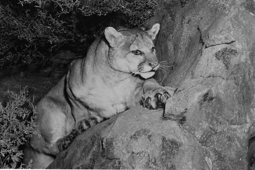 无人,横图,黑白,室外,夜晚,野生动物,捕食,自然,安静,摄影,肖像,美洲狮,机敏,岩石,动物学