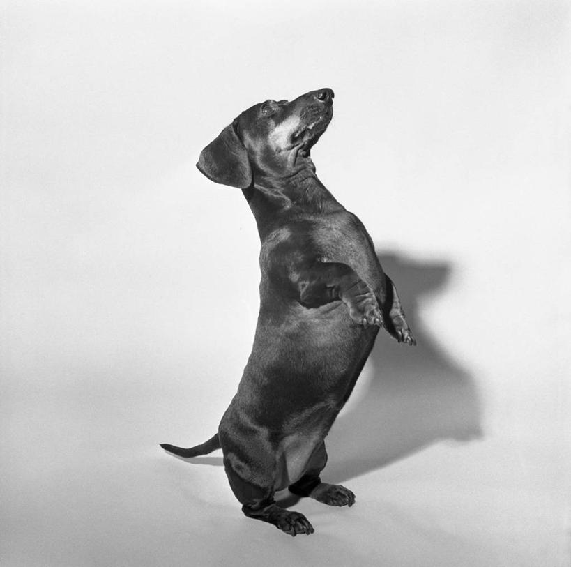 无人,站,横图,方图,黑白,侧面,纯洁,复古,宠物,狗,灰色背景,灰色,向上看,张嘴,可爱,童年,童趣,摄影,肖像,张大嘴巴,童真,烂漫,无邪,德国猎犬,天真,张开嘴,影棚拍摄