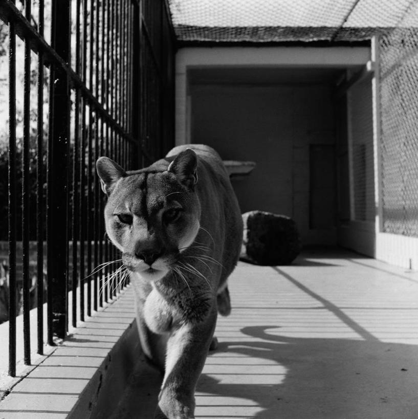 无人,动物园,竖图,方图,黑白,室外,白天,正面,复古,狮子,日光,美国,阴影,雌狮,笼子,摄影,肖像,濒危物种,步行