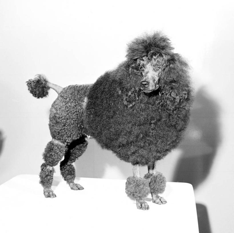 无人,站,横图,竖图,黑白,特写,侧面,时尚,复古,宠物,狗,摄影,肖像,影棚拍摄