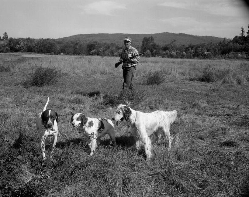 西方人,成年人,中年人,老年人,一个人,横图,黑白,室外,白天,正面,衬衫,旅游,度假,草地,美景,山,宠物,狗,欧洲,美国,欧洲人,仅一个男性,仅一个人,仅一个中年男性,三只,地形,景观,拿着,娱乐,草,树,自然,享受,休闲,家畜,景色,放松,摄影,自然风光,来福枪,华盛顿州,西雅图,波音达猎犬,男人,男性,中年男性,白种人,休闲活动,纯种犬
