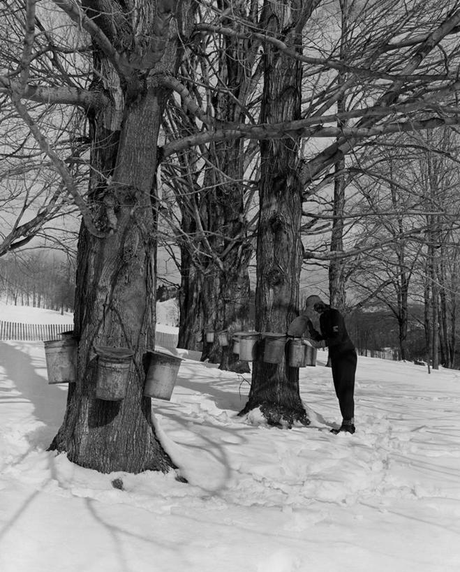 成年人,一个人,站,竖图,黑白,室外,白天,美景,雪,枫树,美国,仅一个男性,吊挂,悬挂,检查,景观,冬天,挂,自然,景色,寒冷,摄影,收获,糖浆,控制,自然风光,马萨诸塞,糖枫