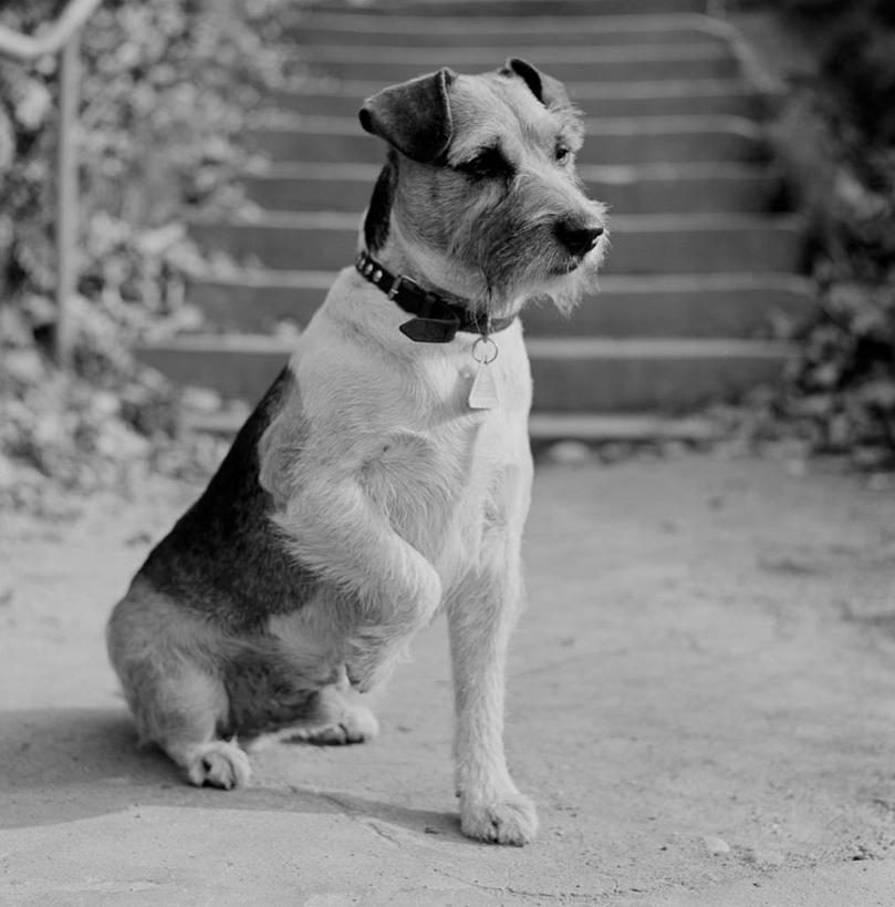 无人,坐,竖图,方图,黑白,室外,白天,宠物,狗,美国,摄影,服从