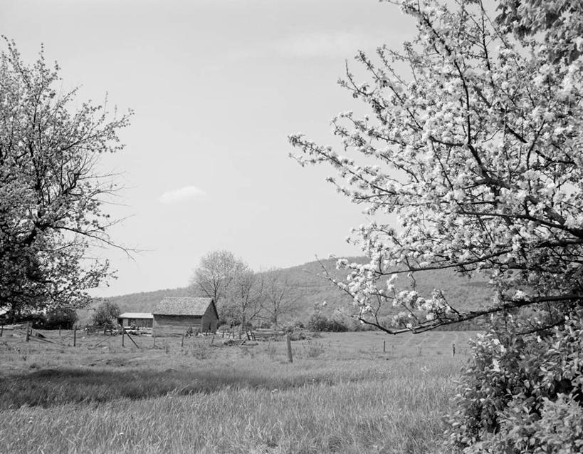 无人,果园,农场,横图,黑白,室外,白天,美景,美国,景观,田地,花朵,自然,景色,摄影,宁静,北美,北美洲,自然风光,美洲,苹果树,新罕布什尔州,北亚美利加洲,亚美利加洲,新罕布什尔,新罕布夏州,花岗岩州,花冈岩之州,滑雪之州,新英格兰,兰开斯特,纽英仑,美利坚合众国