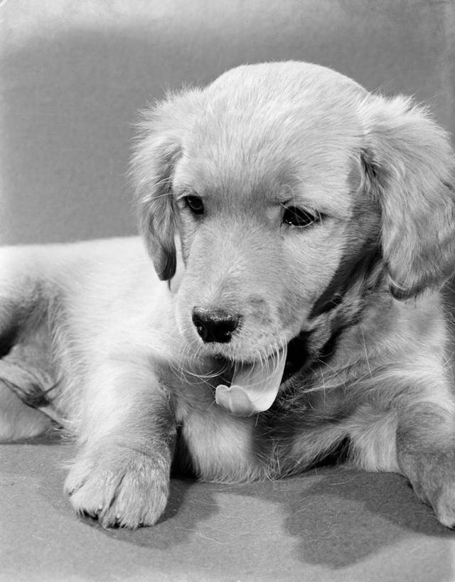 无人,竖图,黑白,室内,特写,哺乳动物,宠物,狗,野生动物,小狗,动物,趴着,休息,家畜,放松,摄影,肖像,斯班尼犬,英国小猎犬,影棚拍摄,纯种犬