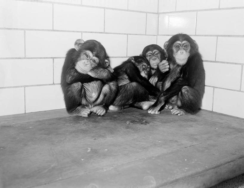 无人,动物园,坐,双手交叉,横图,黑白,室外,白天,友谊,纯洁,哺乳动物,野生动物,纽约,美国,四只,并排,动物,靠,靠着,放松,可爱,童年,童趣,摄影,双手抱胸,黑猩猩,童真,烂漫,无邪,灵长目,纽约州,天真,好奇心