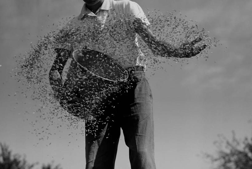 成年人,老年人,一个人,农民,横图,黑白,室外,白天,仰视,农业,美国,仅一个男性,仅一个人,仅一个中年男性,准备,篮子,种子,拿着,职业,播种,摄影,喂养,男人,男性,中年男性,扔,低角度拍摄