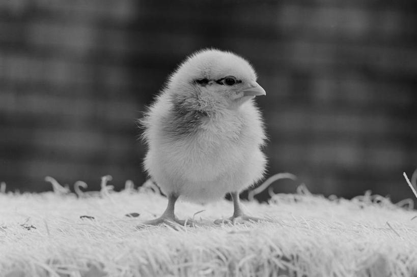 无人,站,横图,黑白,室外,白天,纯洁,美国,小的,鸟类,动物,摄影,牲畜,脆弱,小鸡,弱点