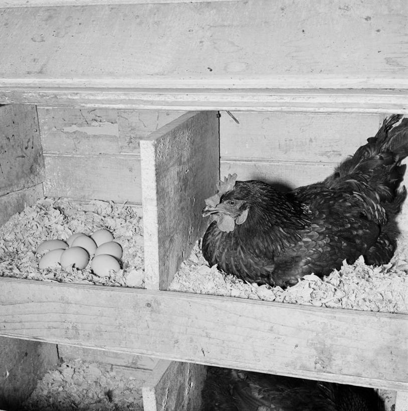 无人,坐,竖图,方图,黑白,室内,白天,农业,美国,架子,摄影,牲畜,卵,母鸡