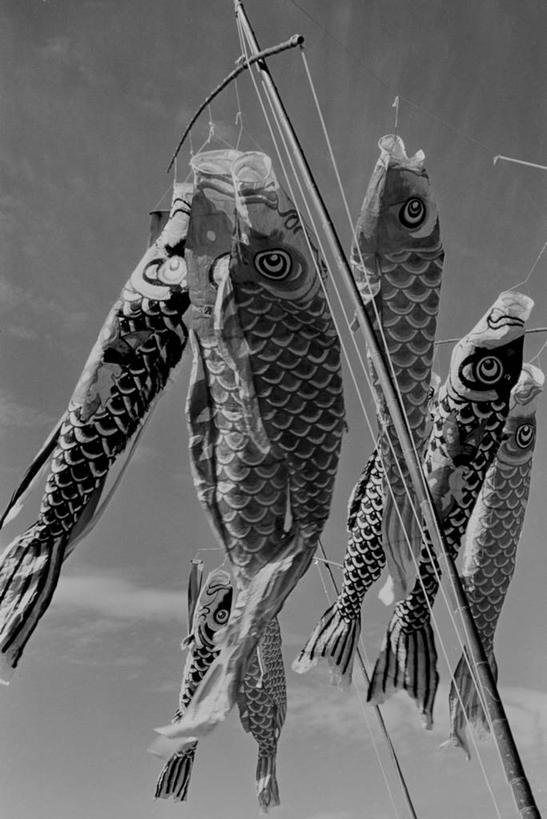 无人,竖图,黑白,室外,白天,仰视,日本,庆祝,日本文化,装饰,串,鱼类,天空,摄影,低角度拍摄