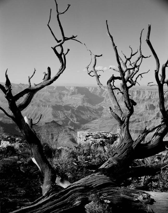 无人,竖图,黑白,室外,白天,美景,峡谷,美国,地形,景观,枝,古典,大峡谷,树干,风景,自然,景色,摄影,宁静,死亡,亚利桑那,北美,岩层,自然风光,大峡谷国家公园,科罗拉多河,岩石
