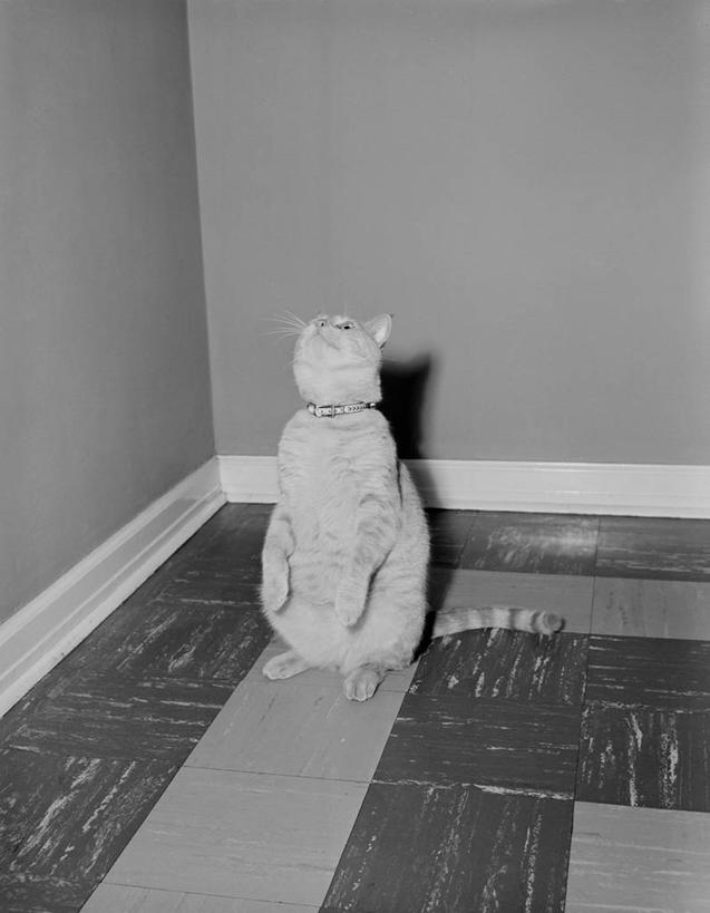 无人,站,竖图,黑白,室内,白天,宠物,猫,美国,摄影,服从,好奇心