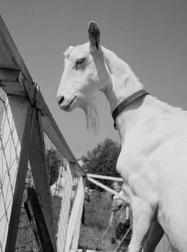 竖图,黑白,室外,白天,侧面,农业,美国,摄影,牲畜,山羊,半身
