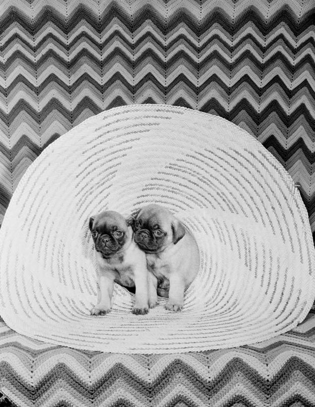 无人,坐,竖图,黑白,沙发,宠物,狗,帽子,小的,小狗,动物,遮阳帽,两只,摄影,哈巴狗,影棚拍摄