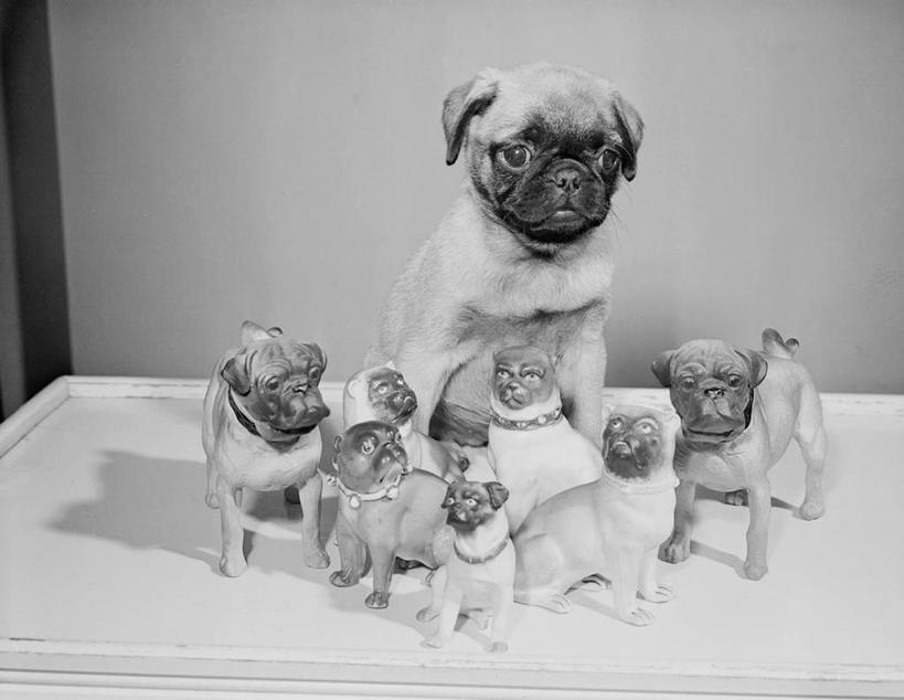 无人,坐,横图,黑白,庸俗,宠物,狗,雕塑,艺术,装饰,雕刻,雕像,工艺品,模仿,摄影,纪念,幽默,美术,主题,陈列,功能,美学,美术工艺,影棚拍摄