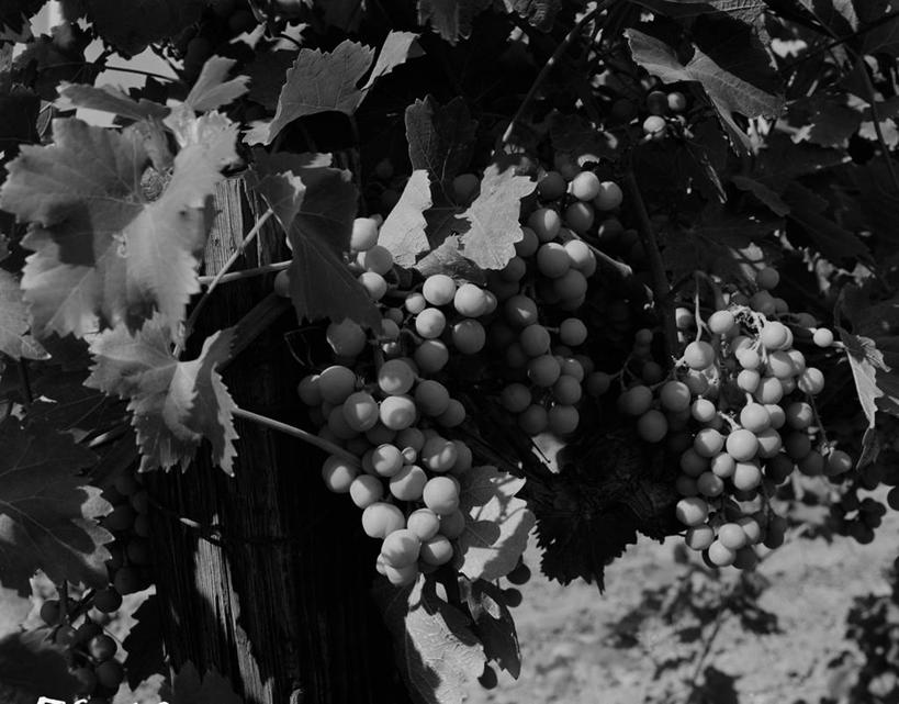 无人,横图,黑白,室外,特写,白天,农业,美景,水果,叶子,日光,美国,吊挂,悬挂,丰富,景观,古典,串,挂,饮食,自然,景色,摄影,部分,清新,自然风光,健康食物,彩图,红葡萄