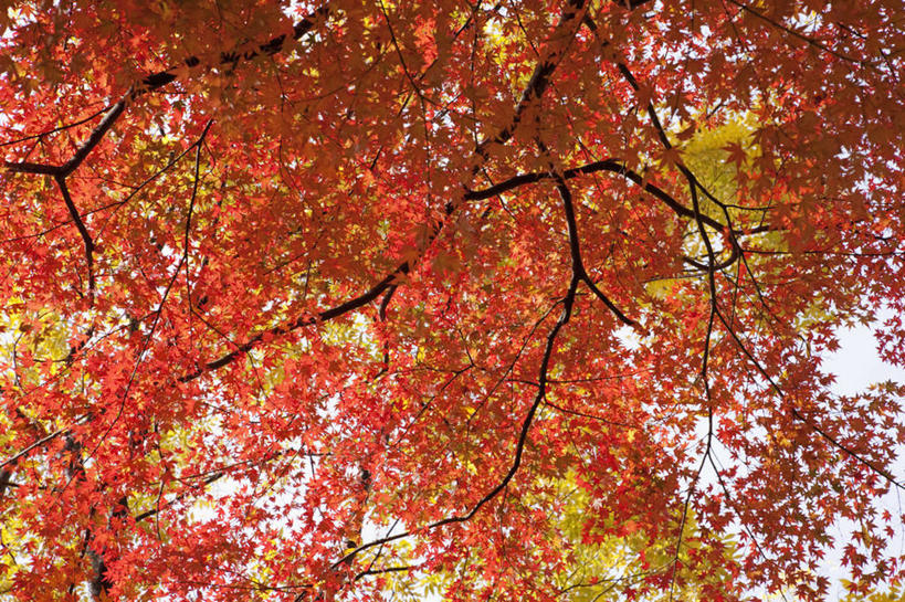 无人,横图,室外,白天,仰视,枫树,日本,亚洲,日本文化,树,季节,摄影,京都府,园林,改变,东亚,本州,本州岛,日本国,近畿地方,近畿,秋天,鸡爪枫,彩图,低角度拍摄