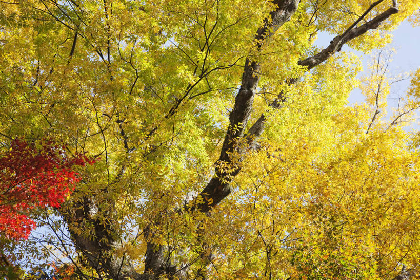 无人,横图,室外,白天,仰视,枫树,日本,亚洲,日本文化,树,季节,摄影,京都府,改变,东亚,本州,本州岛,日本国,近畿地方,近畿,秋天,鸡爪枫,彩图,低角度拍摄