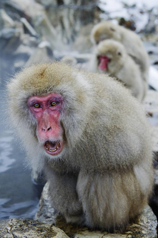 无人,坐,竖图,室外,特写,白天,正面,旅游,度假,美景,森林,水,哺乳动物,野生动物,猴子,三只,景观,褐色,娱乐,粉色,小溪,自然,动物,张嘴,享受,休闲,景色,放松,摄影,自然风光,猕猴,肖像,张大嘴巴,灵长目,日本猕猴,岩石,张开嘴,彩图,动物行为,动物学