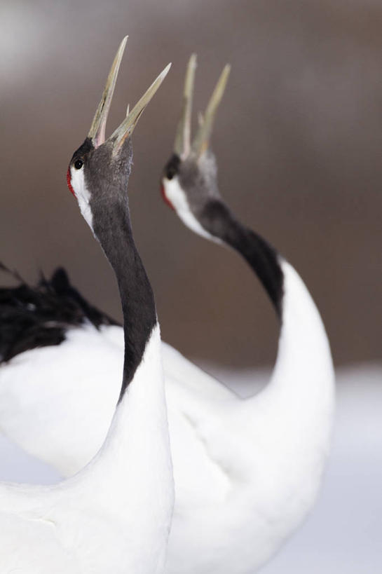 无人,竖图,室外,特写,白天,丹顶鹤,野生动物,鹤,鸟类,一对,白色,自然,动物,张嘴,两只,摄影,噪声,交配,张大嘴巴,喙,濒危物种,颈,张开嘴,彩图,动物行为,动物学