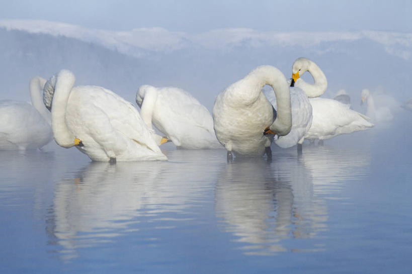 游泳,无人,横图,室外,白天,旅游,度假,湖,美景,山,山脉,水,温泉,雪,雪山,雾,野生动物,天鹅,羽毛,许多,涉水,反射,鸟类,景观,天气,很多,娱乐,白色,风景,天空,自然,享受,休闲,景色,放松,摄影,宁静,水禽,自然风光,自然现象,喙,大天鹅,彩图,动物行为,动物学